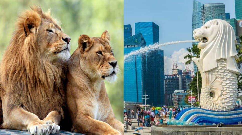 Two lions escape their transport container triggering panic at Singapore&#039;s Changi Airport