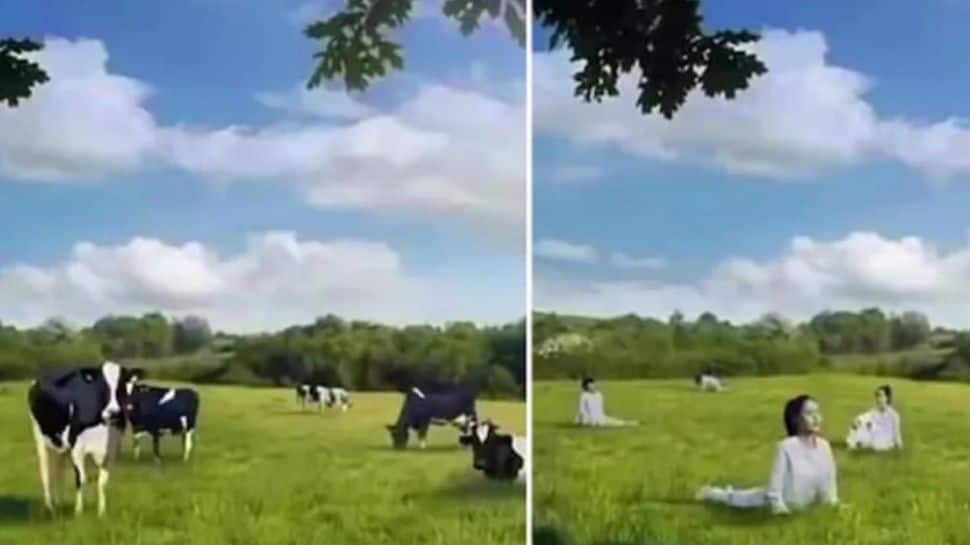 Wanita dibandingkan dengan sapi!  Iklan perusahaan susu menarik reaksi keras |  berita viral