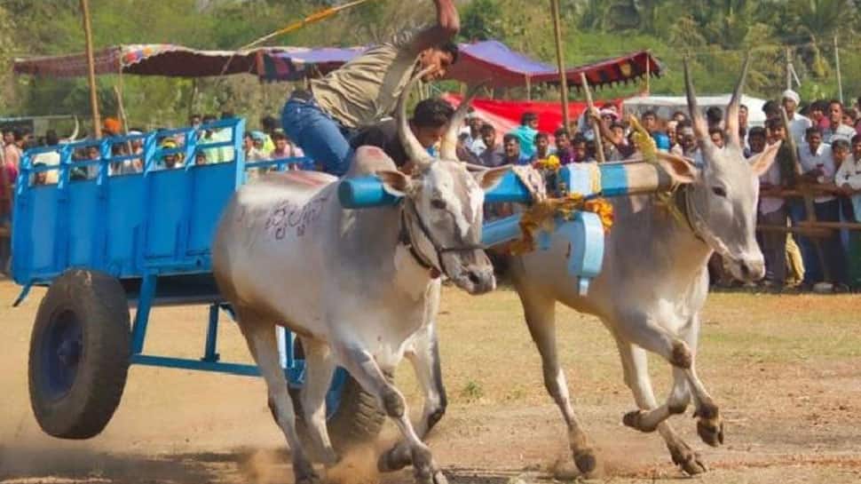Supreme Court allows Maharashtra to conduct bullock-cart race in accordance with 2017 Rules