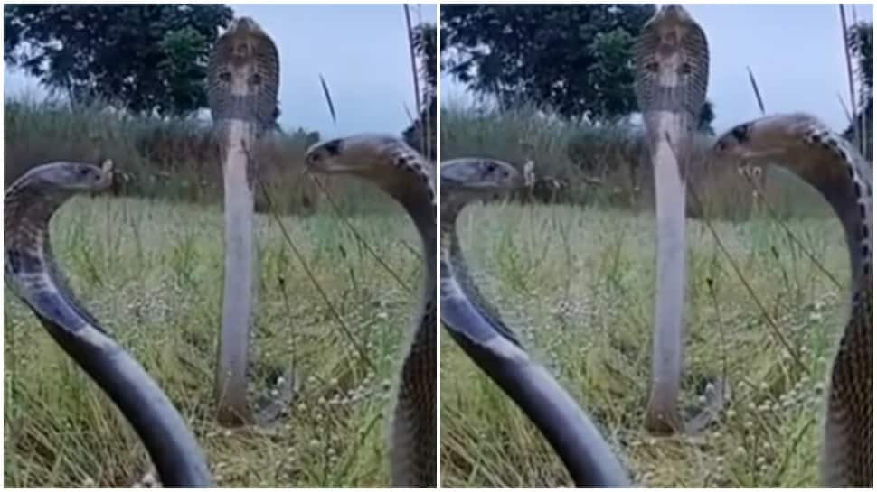 Viral video: 3 king cobras in one frame, netizens call it ‘pre wedding shoot’