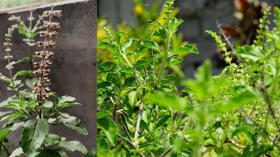 Tulsi Pujan Diwas 2021 is celebrated on Christmas - Here&#039;s why!