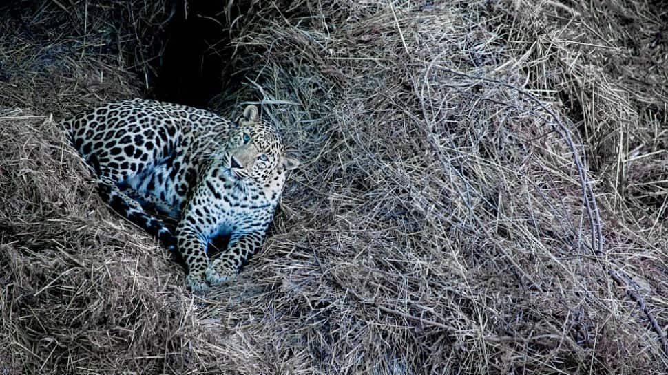 Panic in Lucknow after Leopard spotted in Gudumba area, search underway