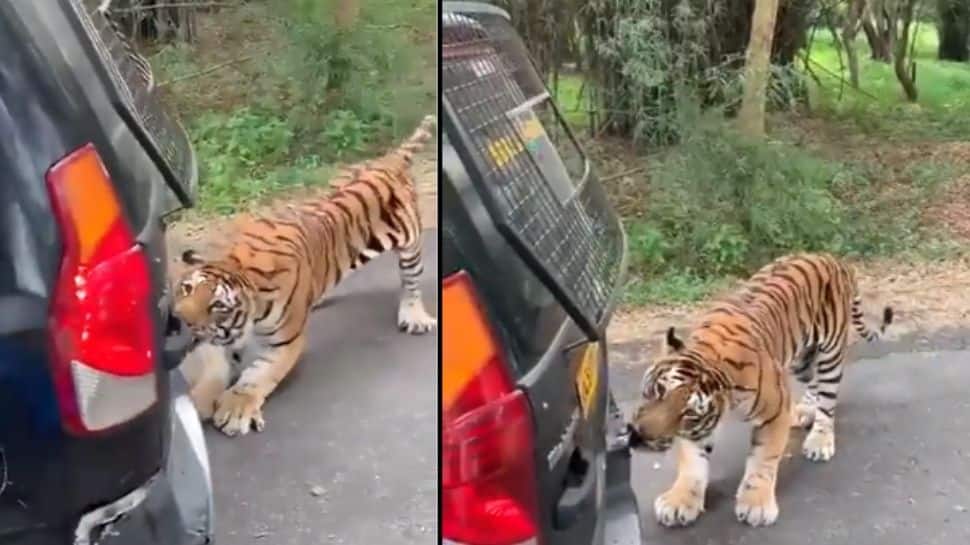 Tiger drags car full of tourists with its teeth, Anand Mahindra shares chilling clip- Watch thumbnail