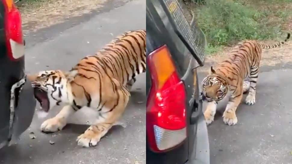 Tiger pulls SUV full of tourists in Karnataka’s National Park, internet is shocked- Watch viral video