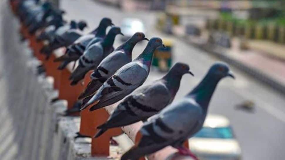 Unbelievable! Property worth crores named after pigeons in this town of Rajasthan