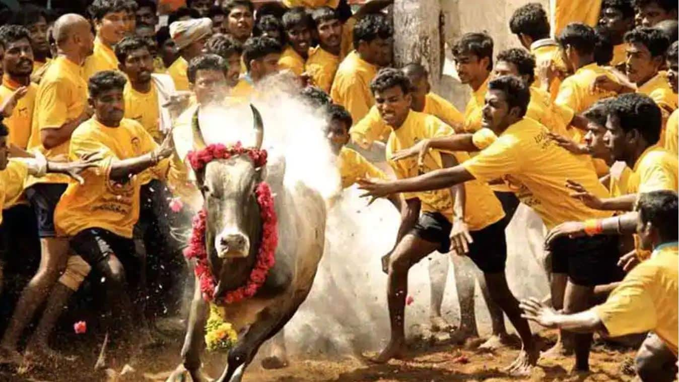 New Jallikattu rules in Tamil Nadu amid Omicron surge. Details here