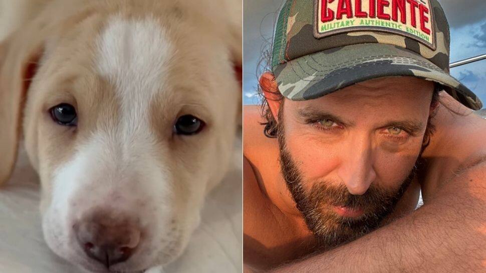 Hrithik Roshan adopts furry friend &#039;found under a car&#039; on his 48th birthday! - Watch