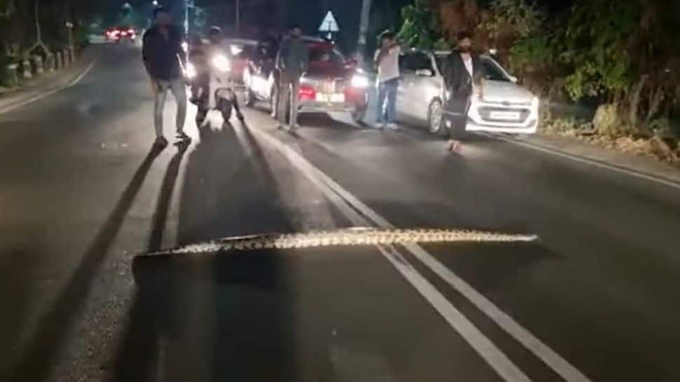 Watch: Python crossing street in Kerala brings traffic to a halt!