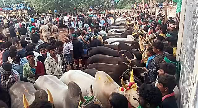 Tamil Nadu's guidelines for Jallikattu events