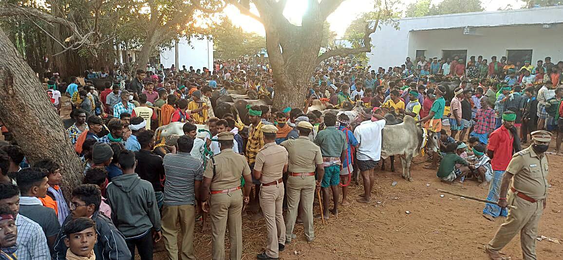 People take part in second round of Jallikattu competition at Palamedu