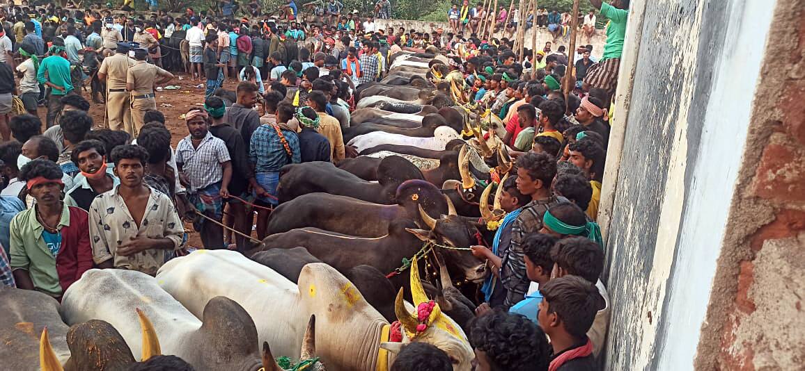 People participated in Jallikattu events at Chittoor and Palamedu