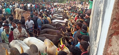 People participated in Jallikattu events at Chittoor and Palamedu