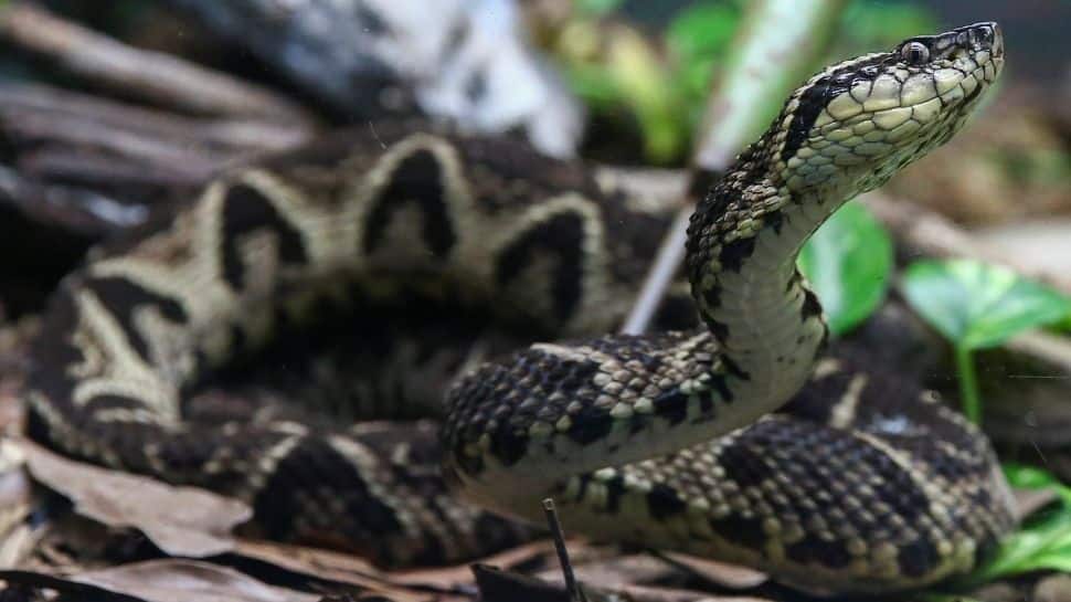 Shocking! US man found dead at home surrounded by 125 snakes thumbnail