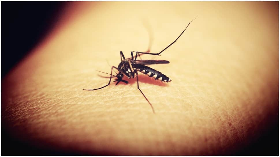 Delhi reports 20 dengue cases in first three weeks of January