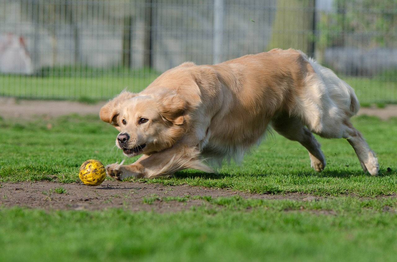 Visit an animal shelter