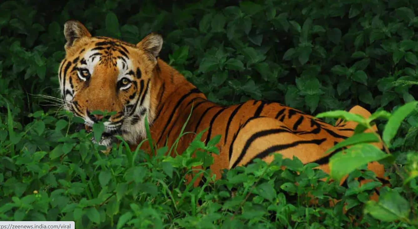 Tigress spotted with snare on neck in Nagpur&#039;s Pench reserve