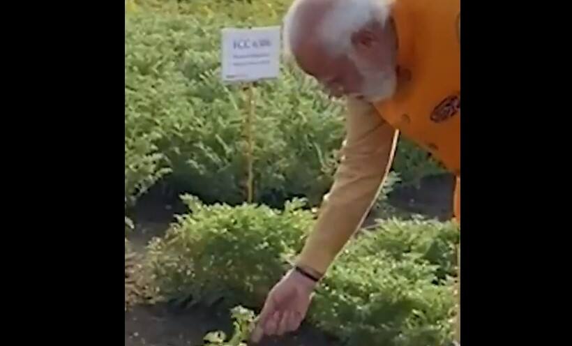 Watch: PM Narendra Modi plucks and eats Chana at Hyderabad&#039;s ICRISAT research farm