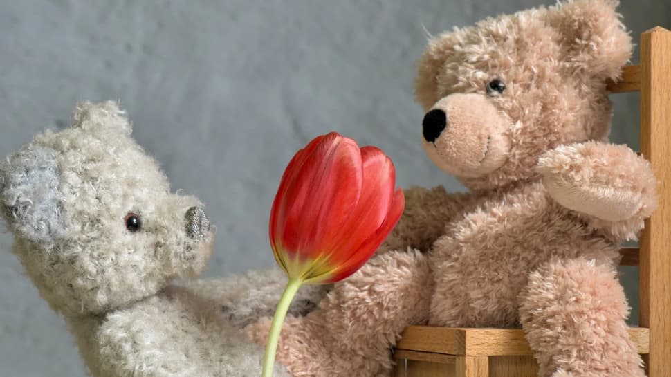 Teddy day cheap in february