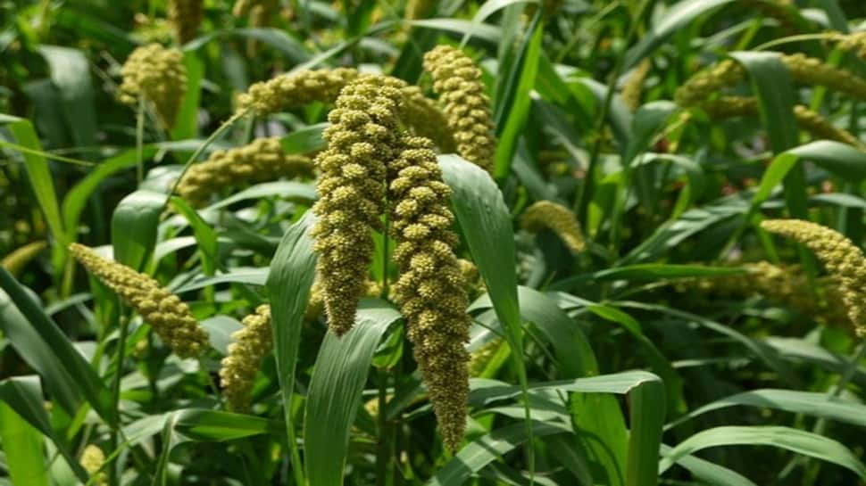 FPOs to play key role in making India a global millet hub: Govt