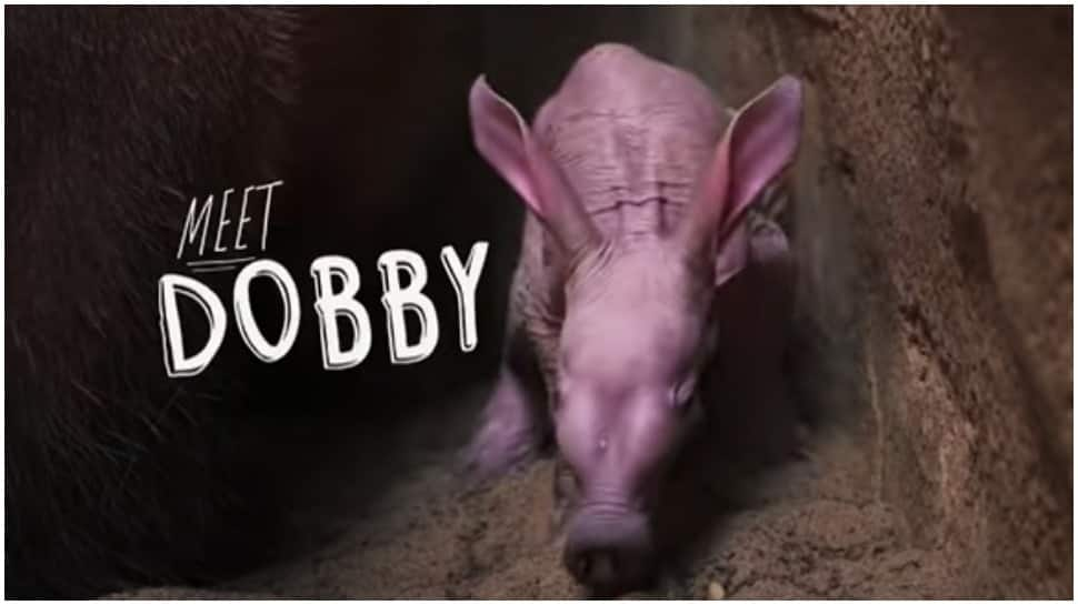 Meet Dobby! UK zoo&#039;s first aardvark in 90 years named after the Harry Potter elf