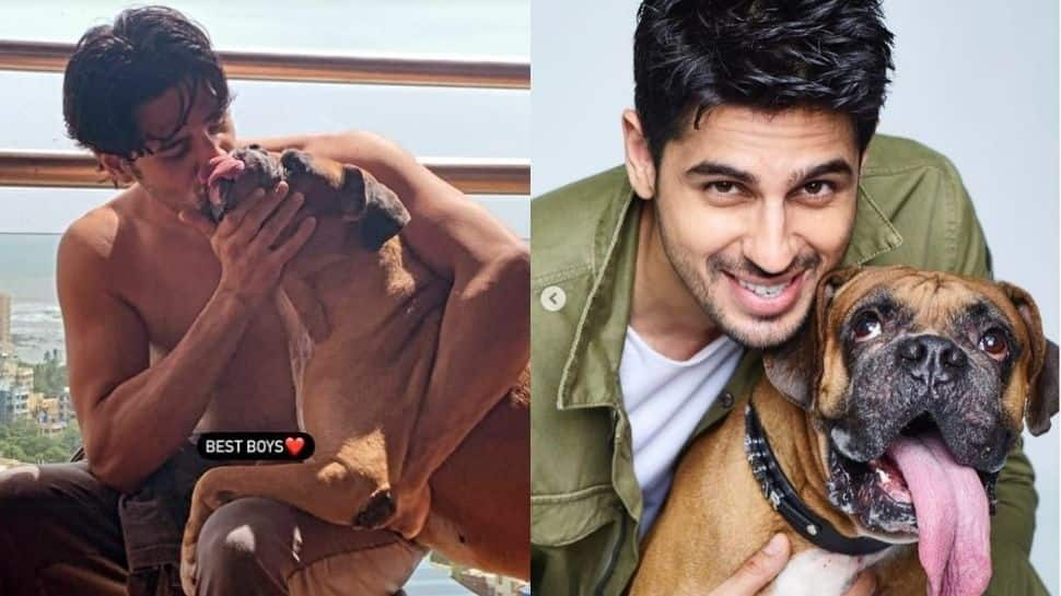 Sidharth Malhotra, Kiara Advani heartbroken at the death of his dog Oscar, Bollywood sends love 