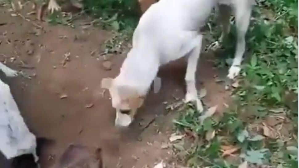 Try not to cry: How these dogs said goodbye to their friend will break your heart- WATCH