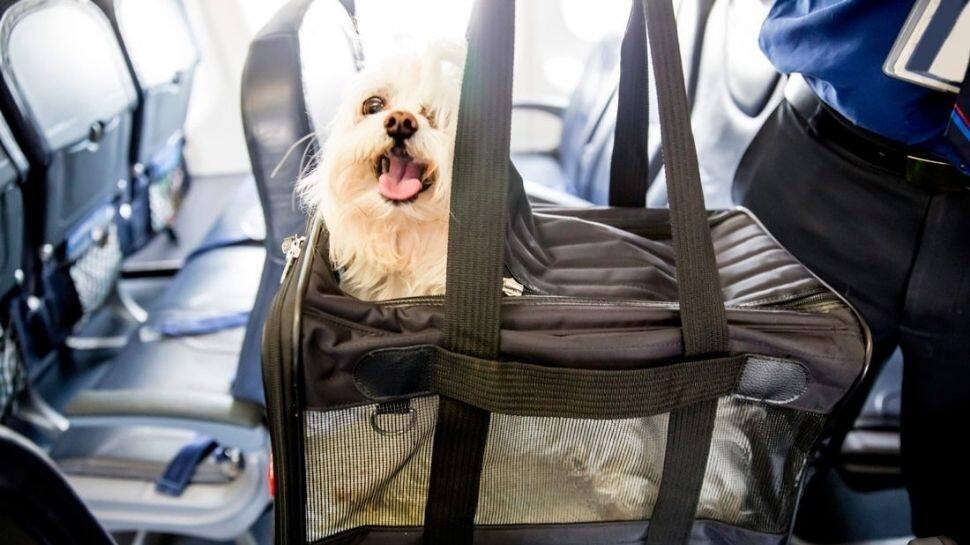 Ukraine Crisis: How does travelling with pets work on airplanes ?