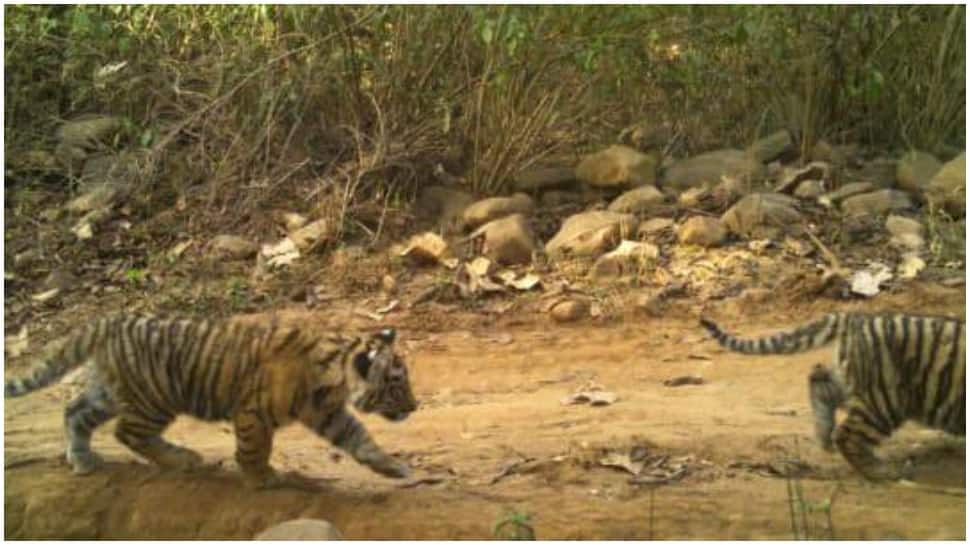 Good news for Rajasthan! Sarika Tiger Reserve blessed with new cubs