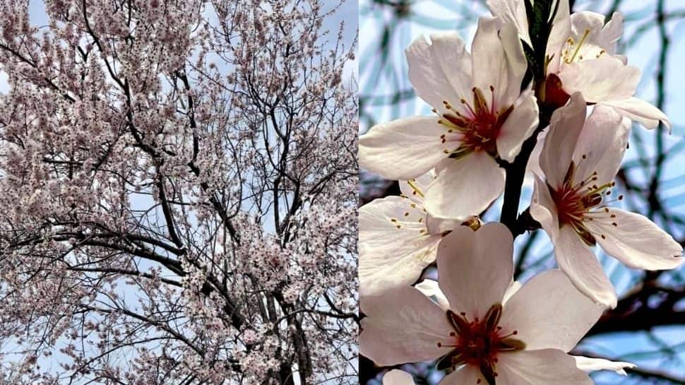 Almond flowers blossom leaves tourists spellbound in Kashmir, see