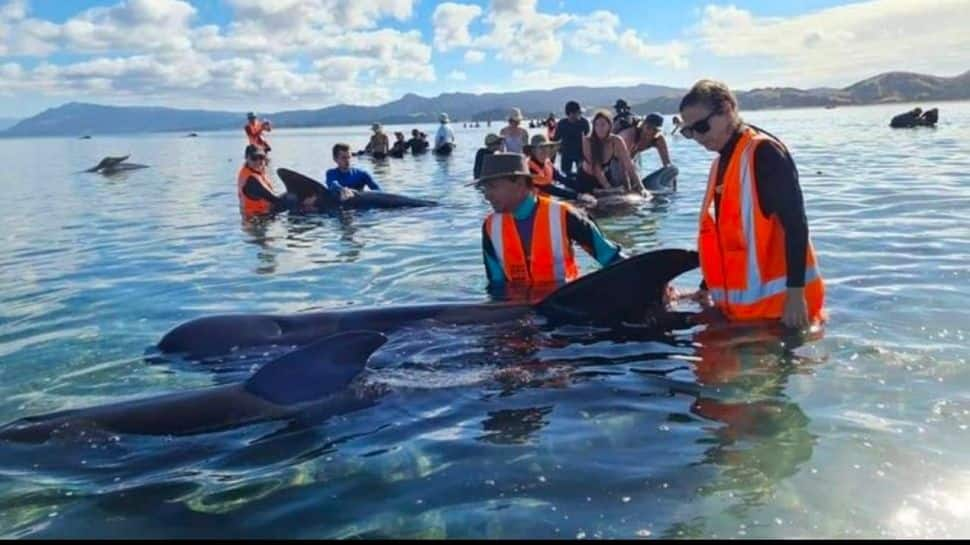 Dozens of pilot whales at Farewell Spit