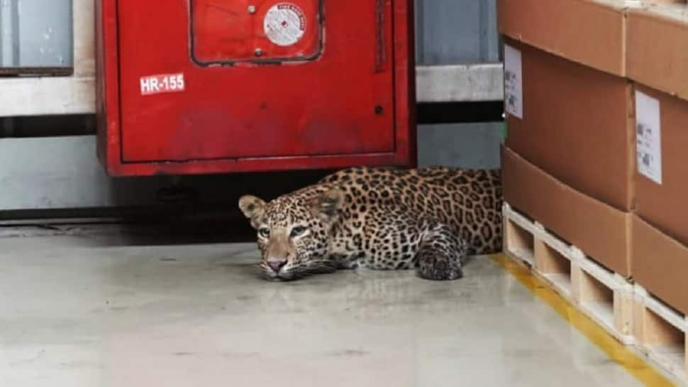 Leopard caught strolling at Mercedes-Benz Pune plant, rescued after 6 hours