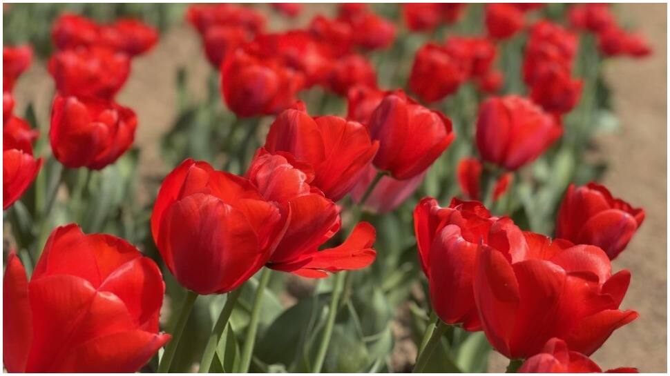Asia&#039;s largest Tulip garden opens for visitors in J&amp;K&#039;s Srinagar- See pics