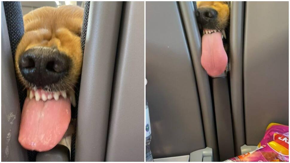 Doggo&#039;s efforts to have snacks on airplane wins several hearts-Watch