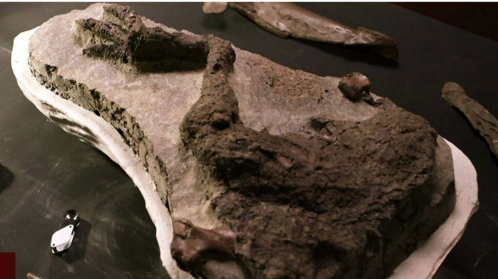 Dinosaur leg believed to be from their last day on Earth found; details here