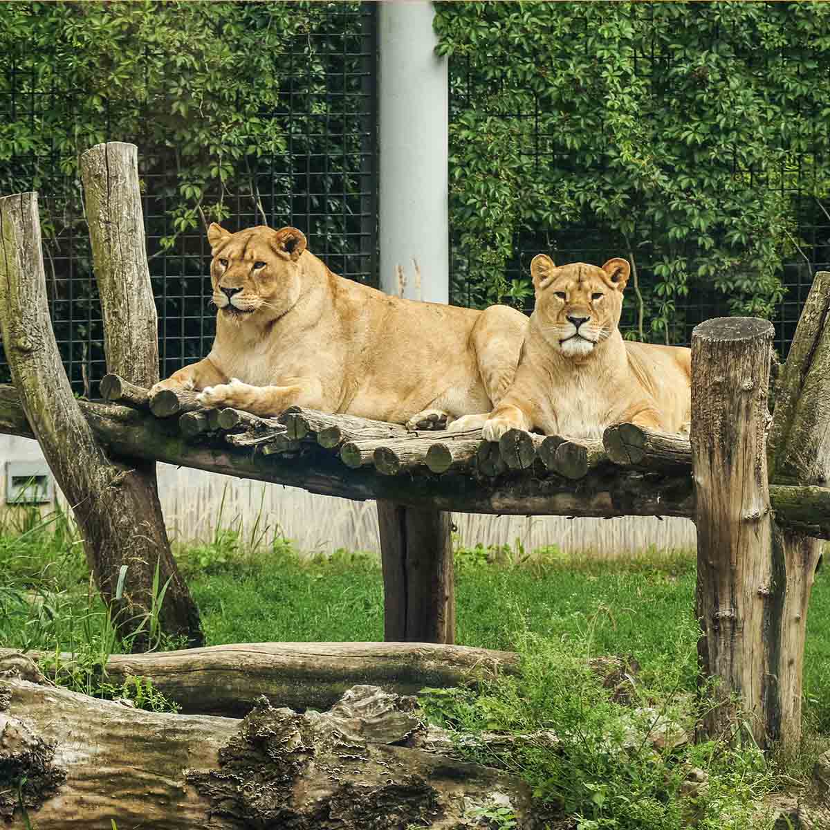 National Zoo Lover's Day Is zoo necessary for animals? Zoo takes away