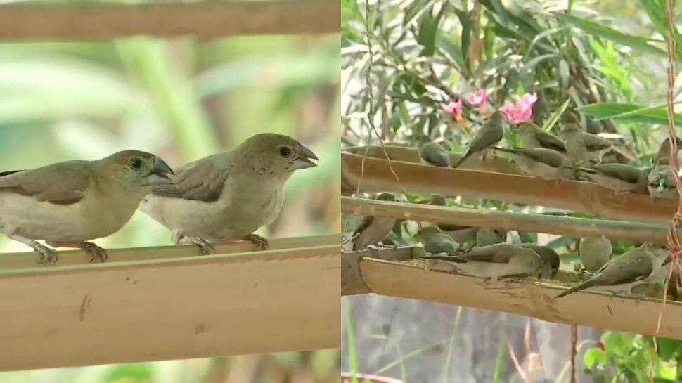 Nagpur man turns small garden into mini bird sanctuary, attracts over 40 species of birds