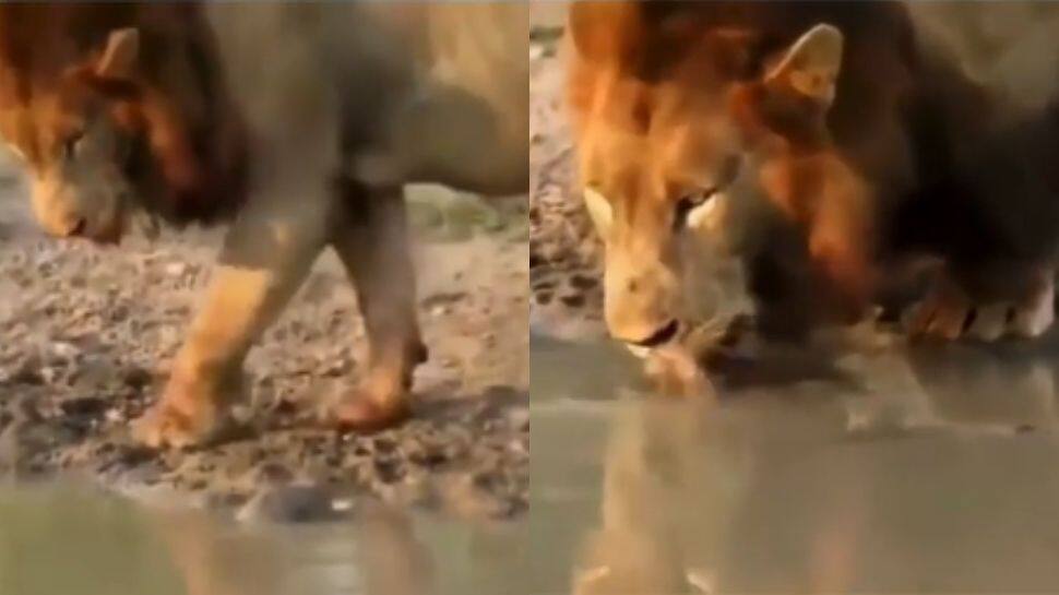 Ever seen a lion being bullied by a turtle? This viral video will make you laugh- WATCH