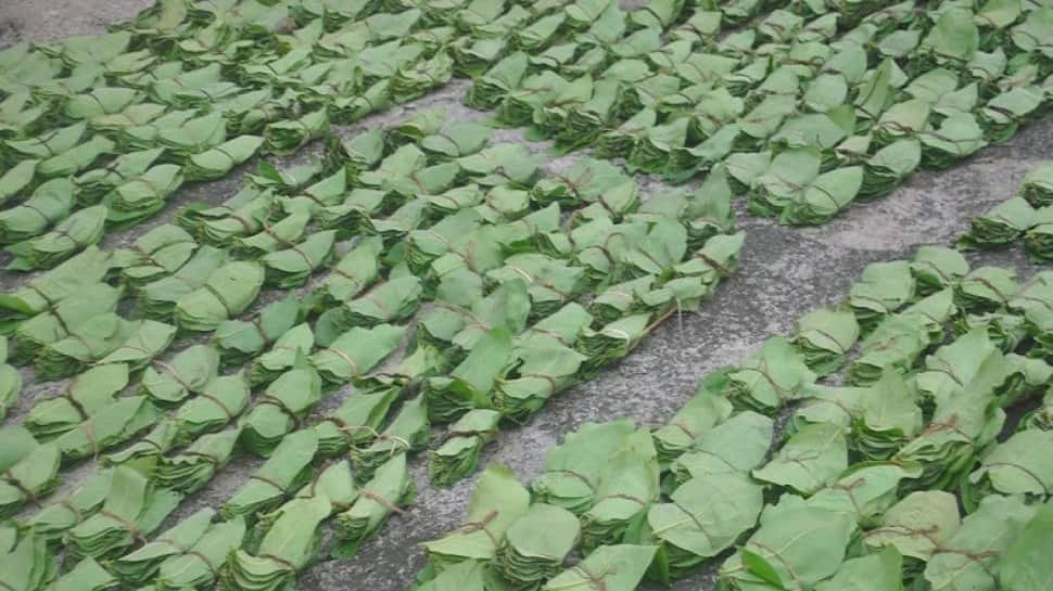 Odisha announces Rs 120 crore bonus for Kendu leaf pluckers, binders 