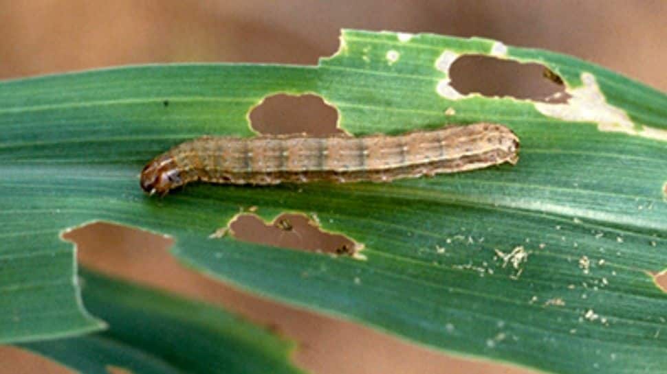 Fall Armyworm threat to crop production across globe, United Nations raises concern