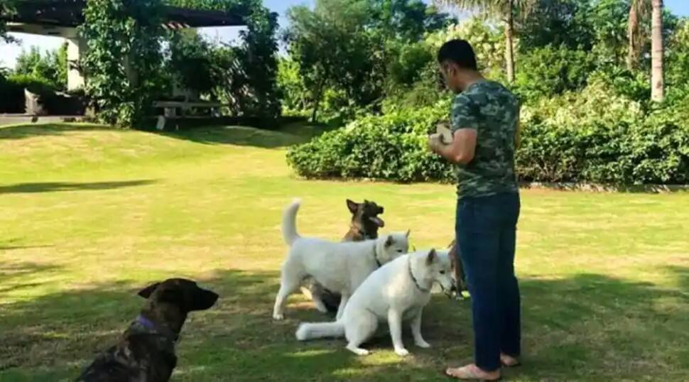 MS Dhoni playing with his dogs in the garden at his farmhouse. Kailashpati includes a gymnasium, a swimming pool, a huge lawn and a beautifully landscaped garden. (Source: Twitter)