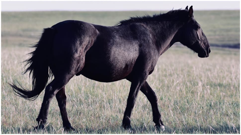 Man buys expensive horse for black colour, it turns red- Read full story