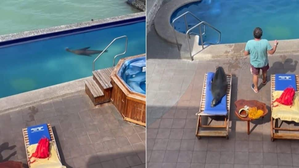 Viral video: Sea lion swims in pool, then sunbathes on lounger— Watch