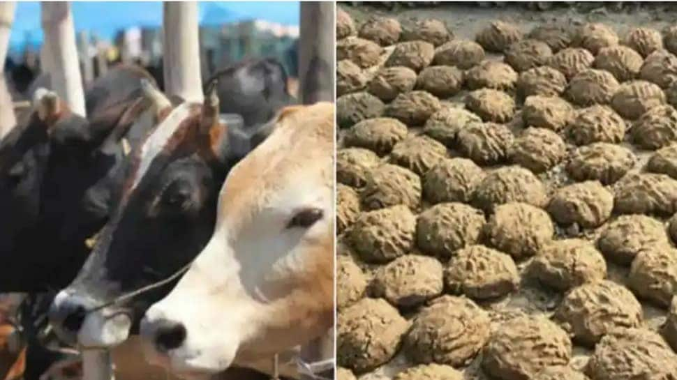 UP govt to soon start project to make CNG from cow dung, farmers to get Rs 1.5/kg: Minister