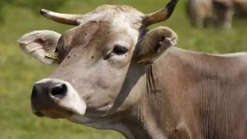 Tension in Madhya Pradesh’s Vidisha after remains of slaughtered cow allegedly found in well