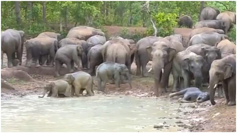 Elephants beat the heat taking mud bath, IFS shares video with interesting facts- Watch