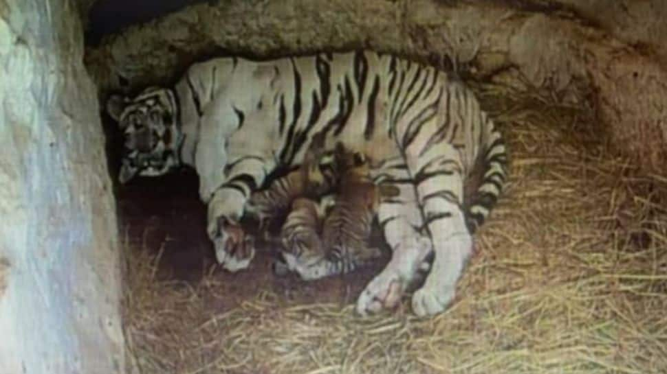 Watch: White tigress gives birth to 3 cubs at Sri Chamarajendra Zoological Gardens in Mysuru