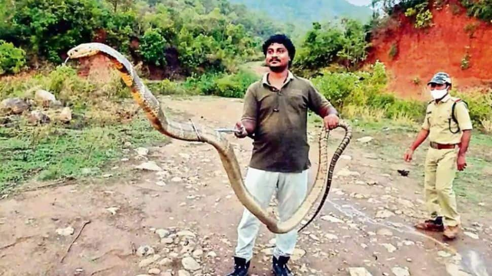 Andhra Pradesh: Snake catcher captures 13-foot-long king cobra, photo goes viral