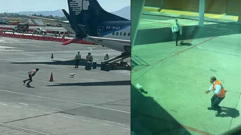 Viral Video: Dog running around a plane at Mexican Airport has got netizens concerned