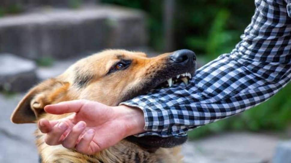 Gurugram: Rs 3.8 lakh fine imposed on housing society management over dog bite incident