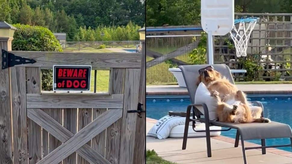 &#039;Beware of dog&#039;: Viral video of golden retriever chilling near the pool leaves internet in splits - Watch 
